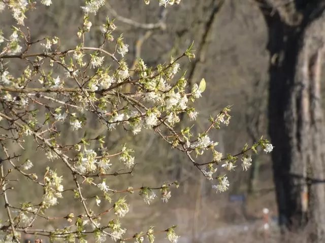 Ein richtig toller Strauch ist die Duft- bzw. Winterkirsche. 
Im Salinenpark stehen an einer Stelle drei dieser Sträucher. Schon von weitem umfängt einen der herrliche Duft.  | Foto: sigischlottke