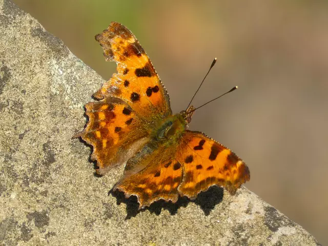Was für ein hübscher Schmetterling.  | Foto: sigischlottke