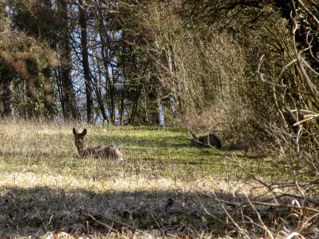 Deer is watsching you, die wissen ganz genau, dass die Wandergruppen vorbei ziehen und keinen Gefahr sind | Foto: WandernGabyErich