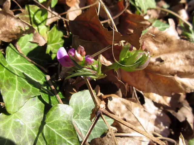 Platterbse | Foto: WandernGabyErich