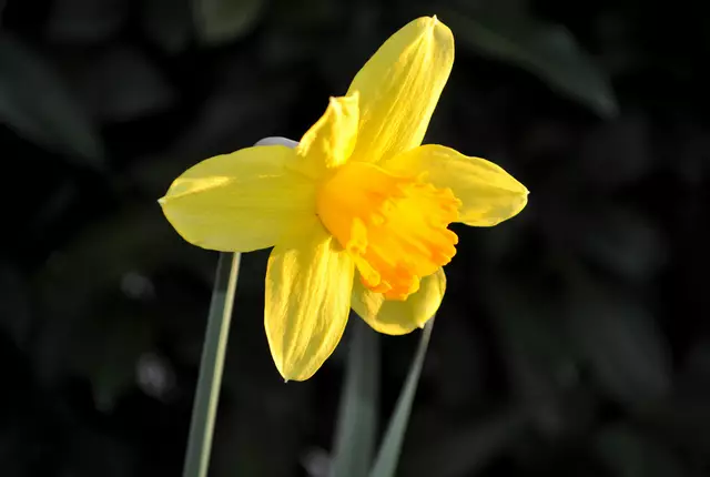 Narzissen gibt es in vielen Sorten in meinem Garten | Foto: Daniela Somers