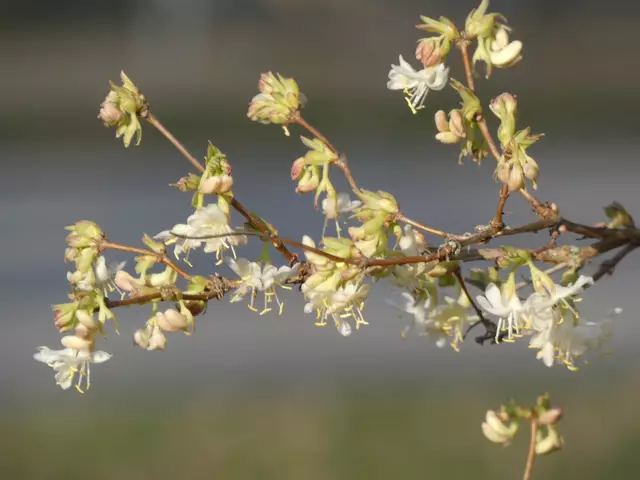 Lauter unscheinbare kleine Blüten - aber was für ein grandioser Duft.  | Foto: sigischlottke