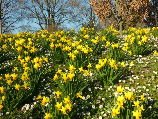 Narzissen - und darunter ein Teppich von Gänseblümchen.  | Foto: sigischlottke