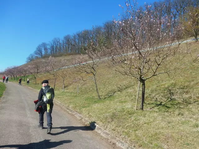 jetzt konnte man die Mandelblüte bewundern | Foto: E. Rosendorf