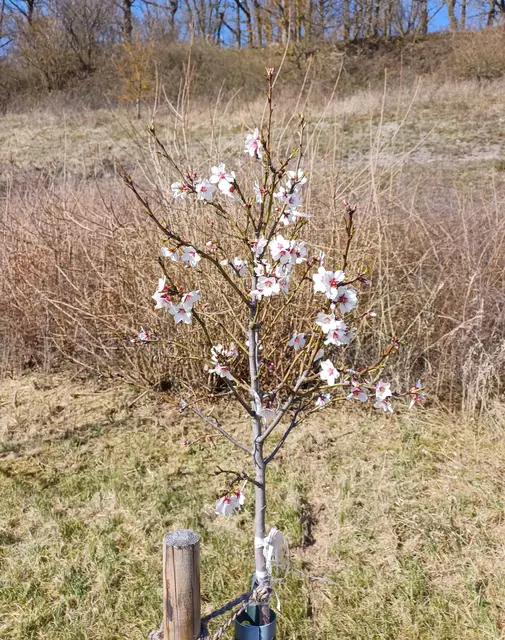 eine andere Sorte der Mandelblüte | Foto: E. Rosendorf