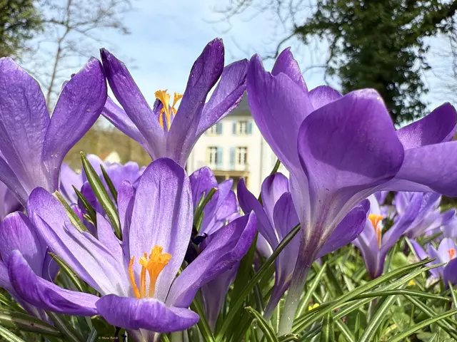 versteckt im "Krokuswald" | Foto: Moni Bordt