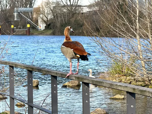 Foto: Heide Böllinger aus Bad Friedrichshall