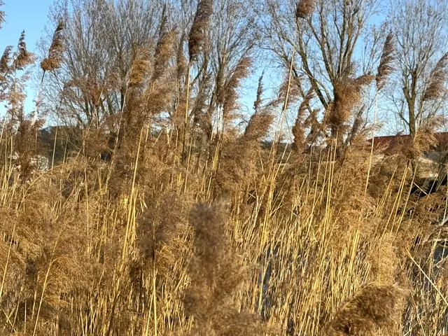 Foto: Heide Böllinger aus Bad Friedrichshall