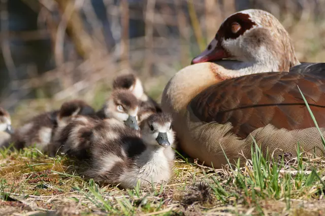 ...endlich Ruhe - obwohl - eins ist schon wieder wach! | Foto: Moni Bordt