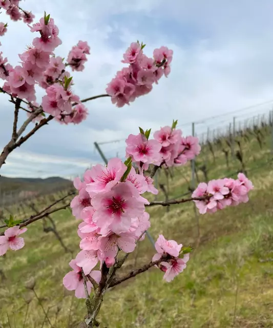 Die erste Mandelblüte kommt ins Blickfeld. | Foto: Isolde Reitz
