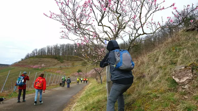 Mandelblüten soweit das Auge reicht! | Foto: Isolde Reitz