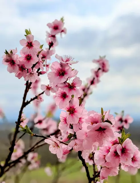 Was für ein Glück hatten wir doch, zum richtigen Zeitpunkt der Blüte da zu sein! | Foto: Isolde Reitz