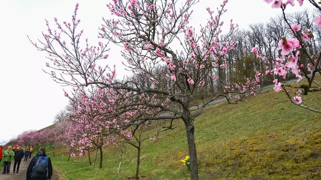 Ein Traum - der Mandelblütenweg, der am Weinbaugebiet König liegt ! | Foto: Isolde Reitz