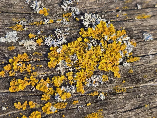 Foto: Heidrun Rosenberger