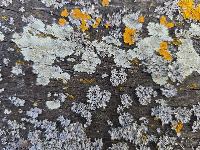 Foto: Heidrun Rosenberger