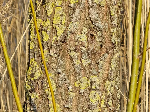 Foto: Heidrun Rosenberger