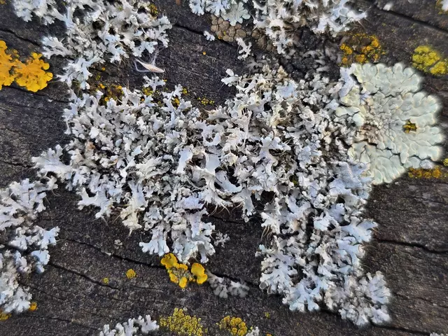 Foto: Heidrun Rosenberger