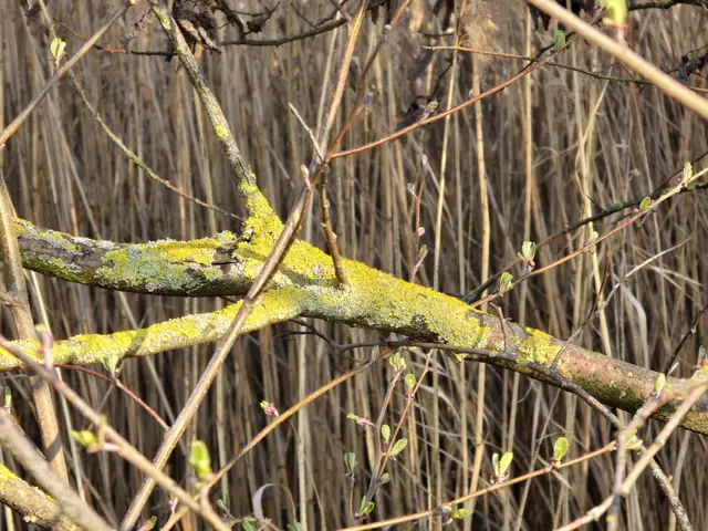 Foto: Heidrun Rosenberger