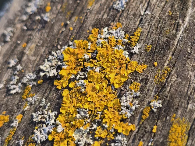 Foto: Heidrun Rosenberger