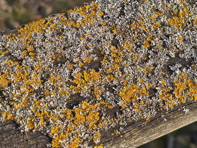 Foto: Heidrun Rosenberger