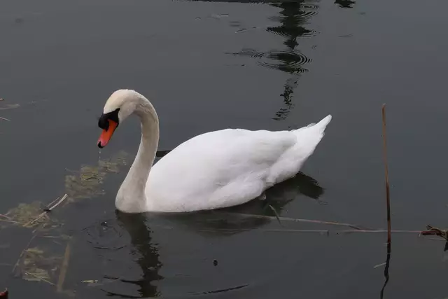 Foto: Eduard Warenik