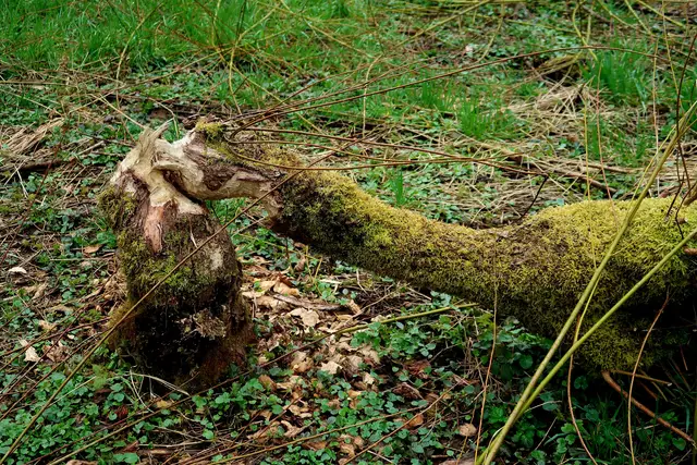 Foto: Eduard Warenik