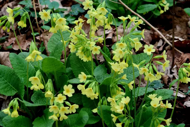 Foto: Eduard Warenik