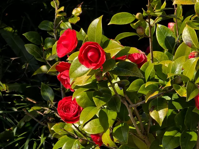 Foto: Heidrun Rosenberger