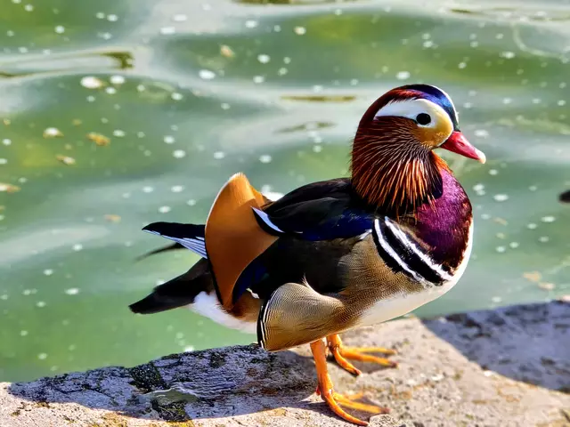 Foto: Heidrun Rosenberger