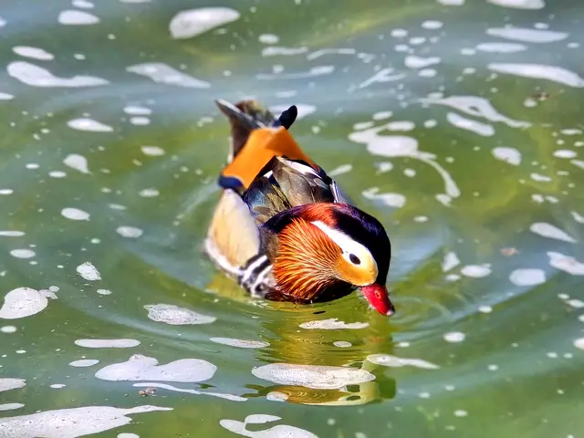 Foto: Heidrun Rosenberger