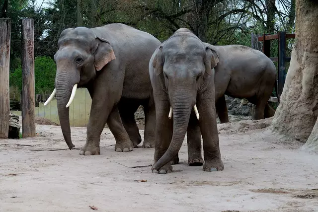 Foto: Eduard Warenik