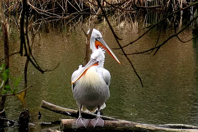 Foto: Eduard Warenik