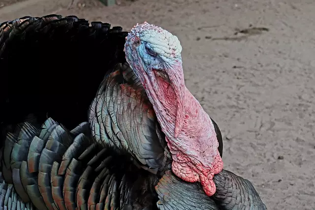 Foto: Eduard Warenik