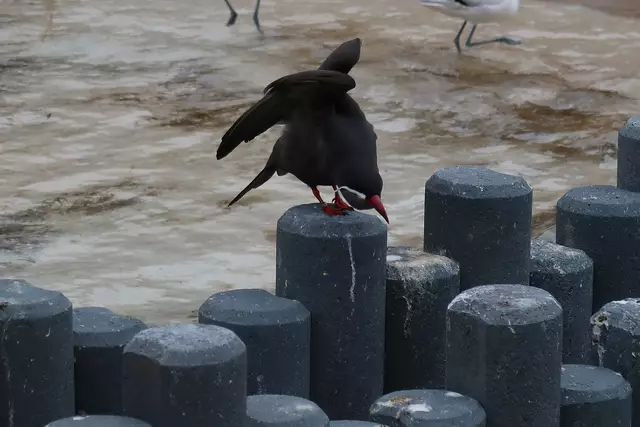 Foto: Eduard Warenik