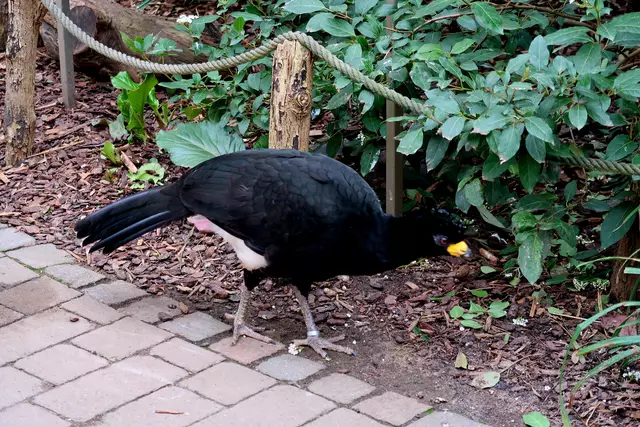 Foto: Eduard Warenik