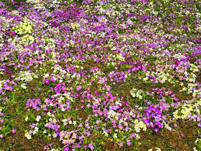Die Blüten dicht an dicht gedrängt. | Foto: Heidrun Rosenberger