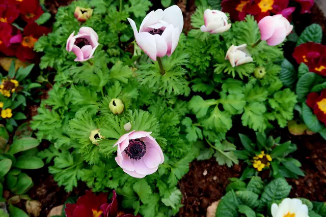 Foto: Eduard Warenik