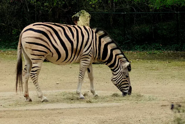 Foto: Eduard Warenik