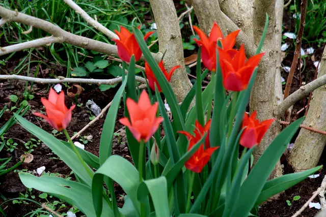 Foto: Eduard Warenik