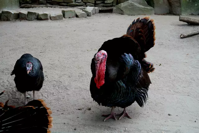 Foto: Eduard Warenik