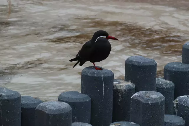 Foto: Eduard Warenik