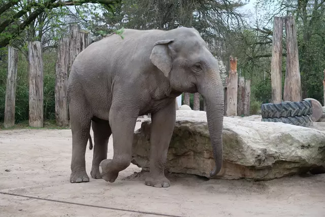 Foto: Eduard Warenik