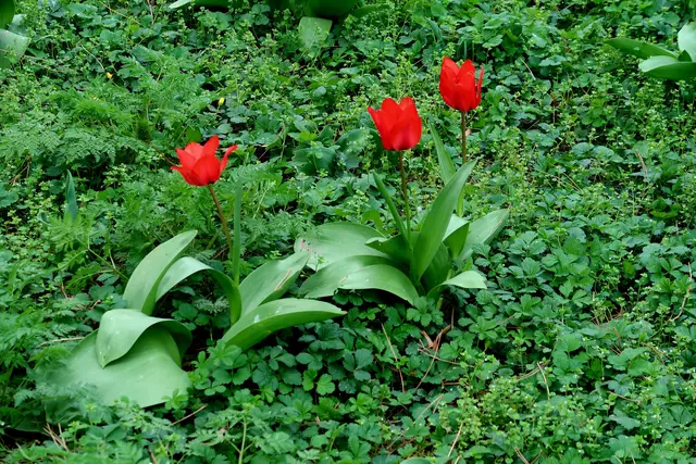 Foto: Eduard Warenik