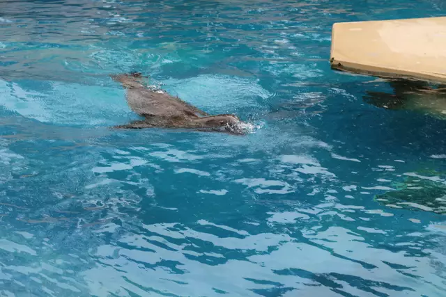 Foto: Eduard Warenik