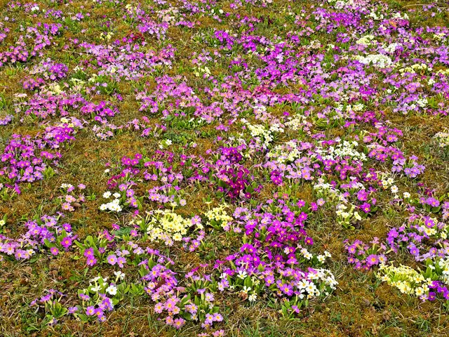 Mal mehr pink und rosa.... | Foto: Heidrun Rosenberger