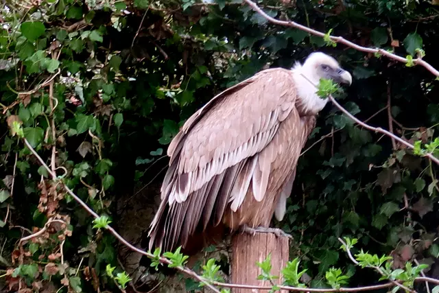 Foto: Eduard Warenik