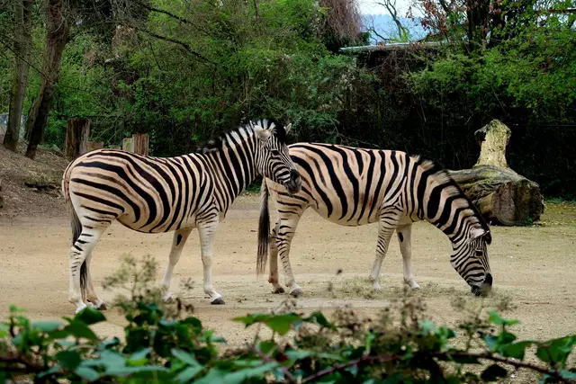 Foto: Eduard Warenik