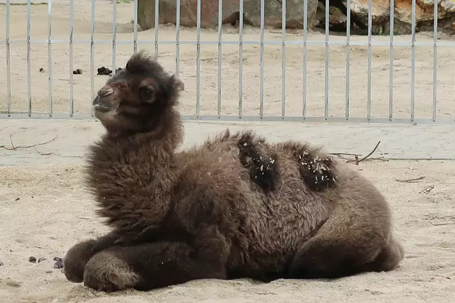 Foto: Eduard Warenik