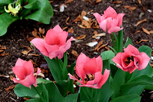 Foto: Eduard Warenik