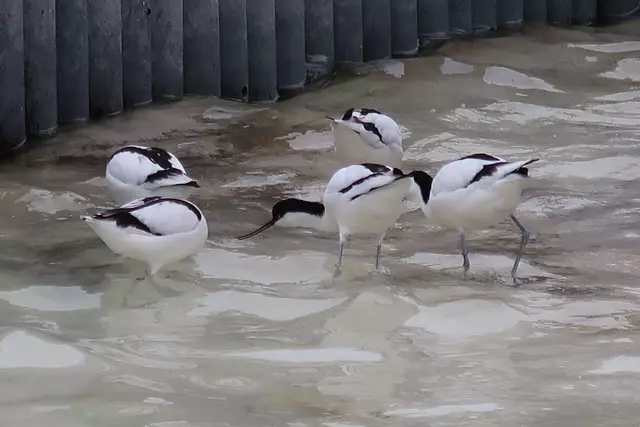 Foto: Eduard Warenik